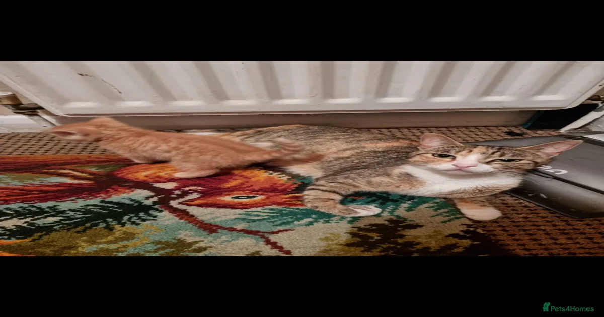 kittens-for-sale-in-middlesbrough-pets4homes