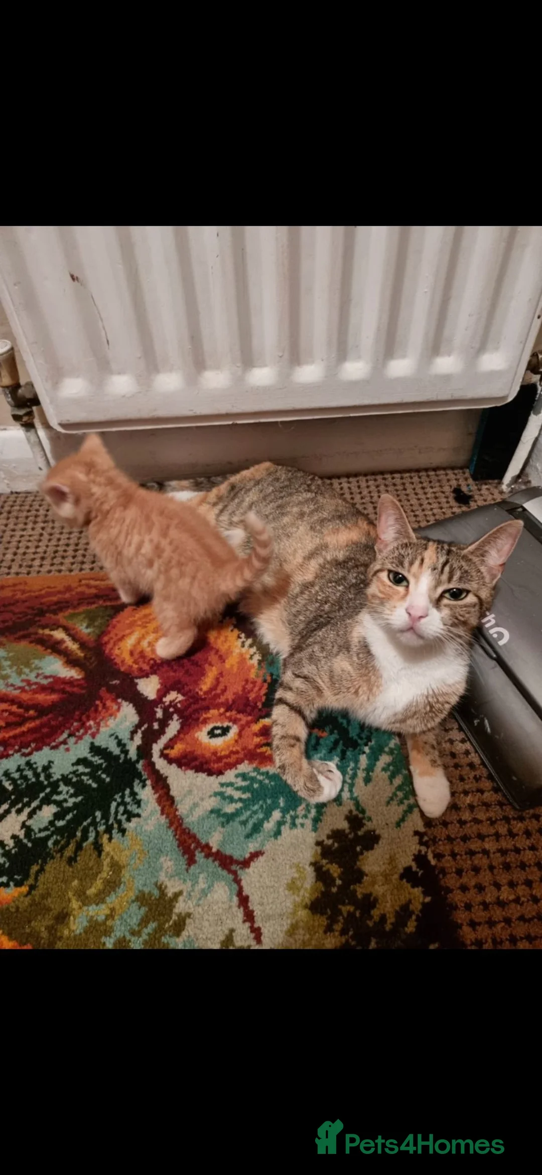 Mixed Breed cats for sale: 5 adorable kittens for sale  - Advert 1