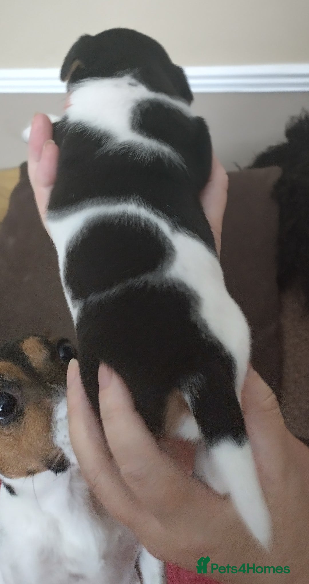 Jack Russell dogs for sale: Jack Russell litter  - Image 19