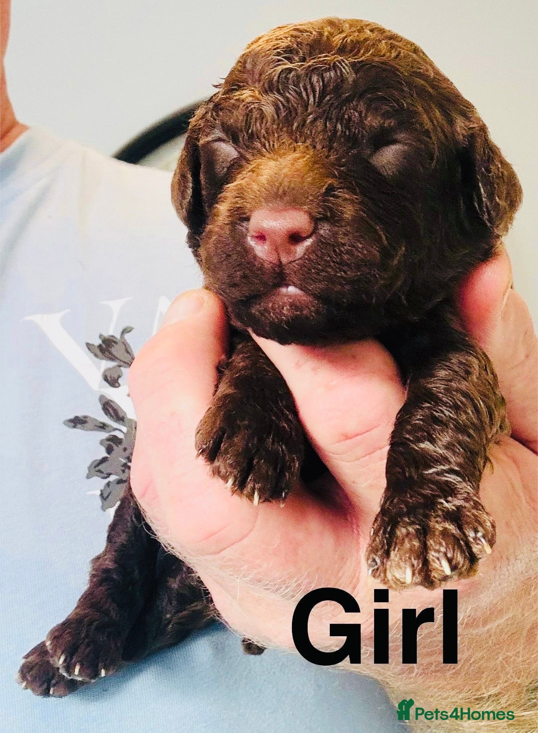 Cockapoo dogs for sale: DNA tested cockapoo puppies ready 27th October - Image 6
