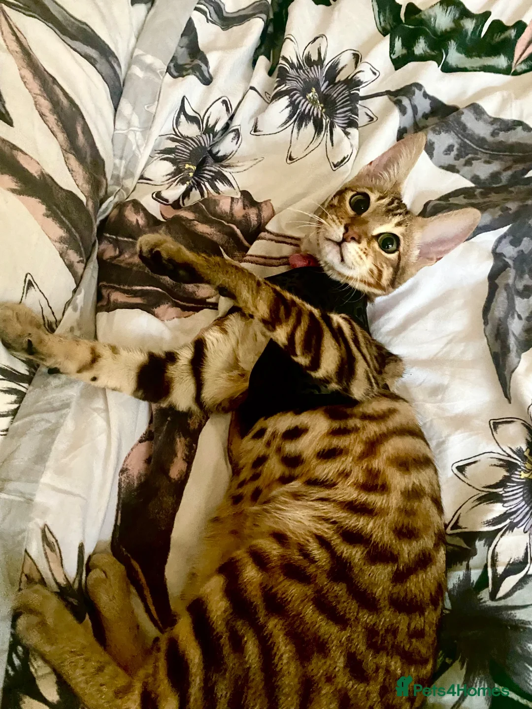 Bengal cats for sale: Cinnamon looking for a new home  - Advert 6