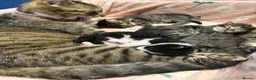 Mixed Breed cats for sale: 4 Beautiful Kittens Looking For Loving Homes in Brighton - Advert 6