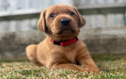 Labrador Retriever dogs for sale: KC Fox Red Labrador Litter.  - Image 5