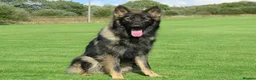 German Shepherd dogs for sale: German Shepherd Male For Sale - Advert 1