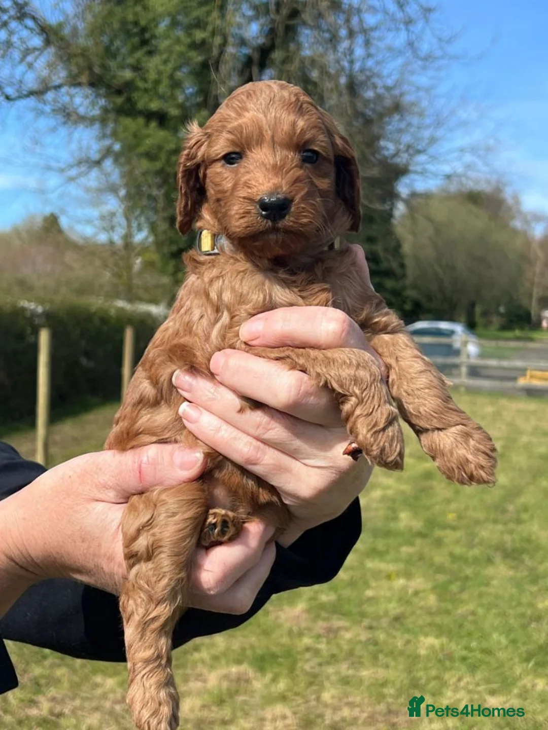 Cockapoo dogs for sale: Adorable Cockapoo Puppies  in Smethwick - Advert 7