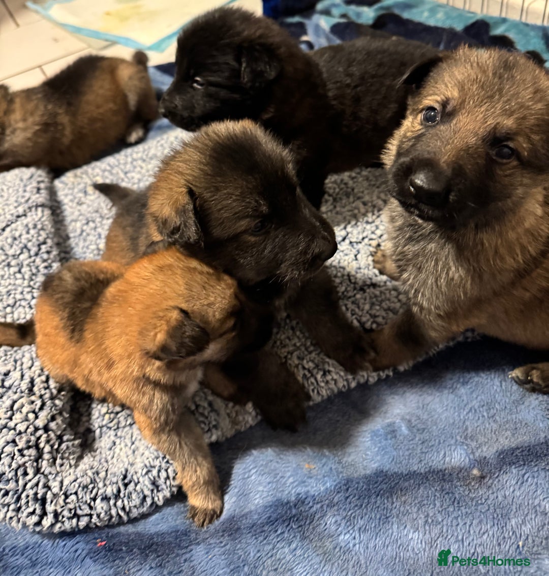 German Shepherd dogs for sale: German Shepherd Puppies  - Image 31