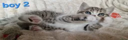 Exotic cats for sale: 4 beautiful exotic x kittens  - Advert 9
