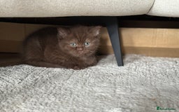 British Shorthair cats for sale: British Short hair - Image 4