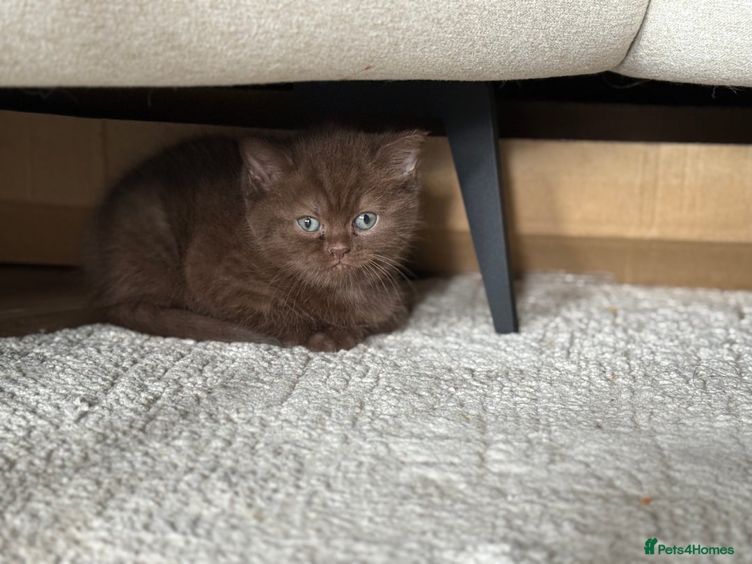 British Shorthair cats for sale: British Short hair - Image 4
