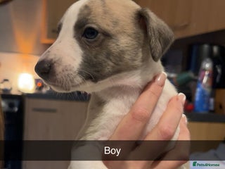 Whippet dogs Four beautiful whippet puppies - Advert 3