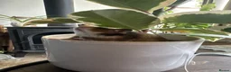 Hamster rodents for sale: Syrian hamster babies - Advert 12