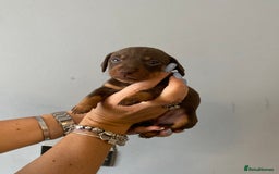 Dachshund dogs for sale: 6 little Dacshund puppies! 2 Dapples!  - Image 4