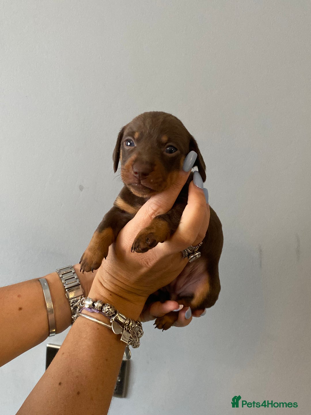 Dachshund dogs for sale: 6 little Dacshund puppies! 2 Dapples!  - Image 4