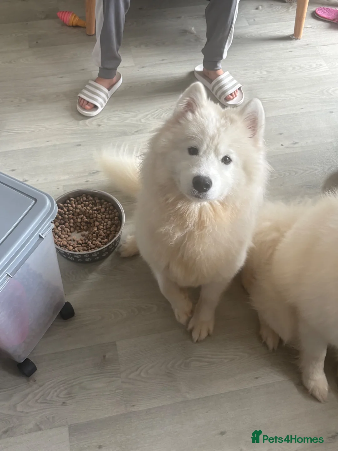 Samoyed dogs for sale: 2 beautiful fluffy Samoyeds  - Advert 1