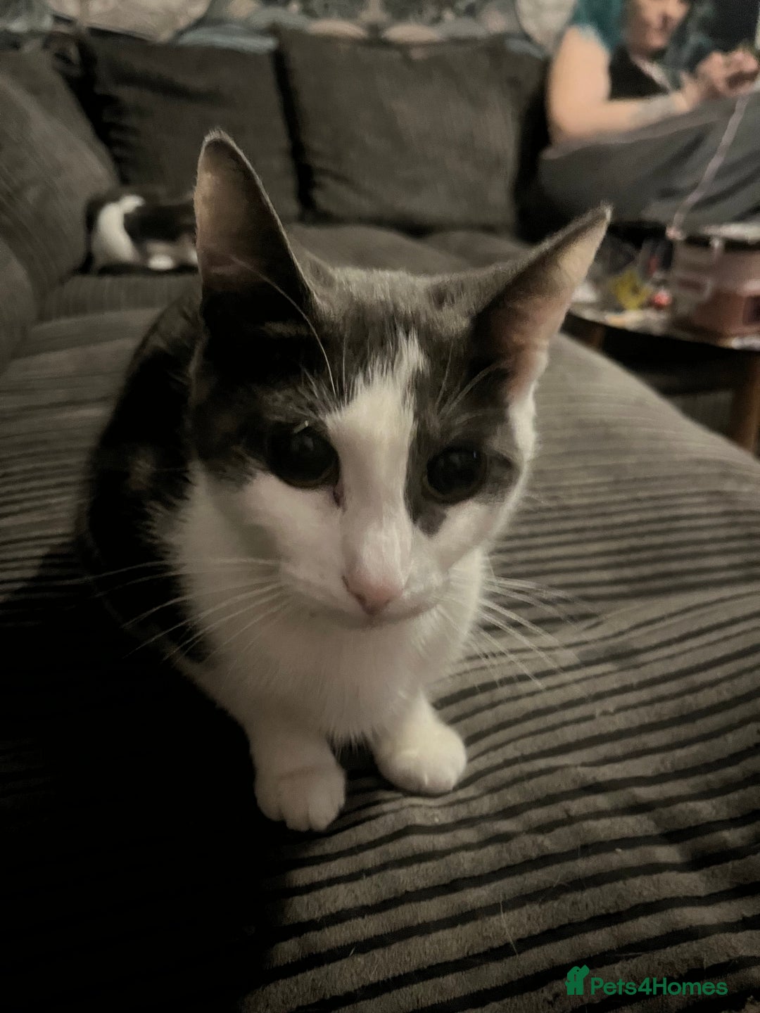 Oriental cats for sale: Romulus/babycat  - Advert 2