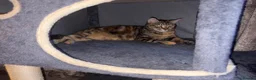 Mixed Breed cats for sale: Kittens  - Advert 1