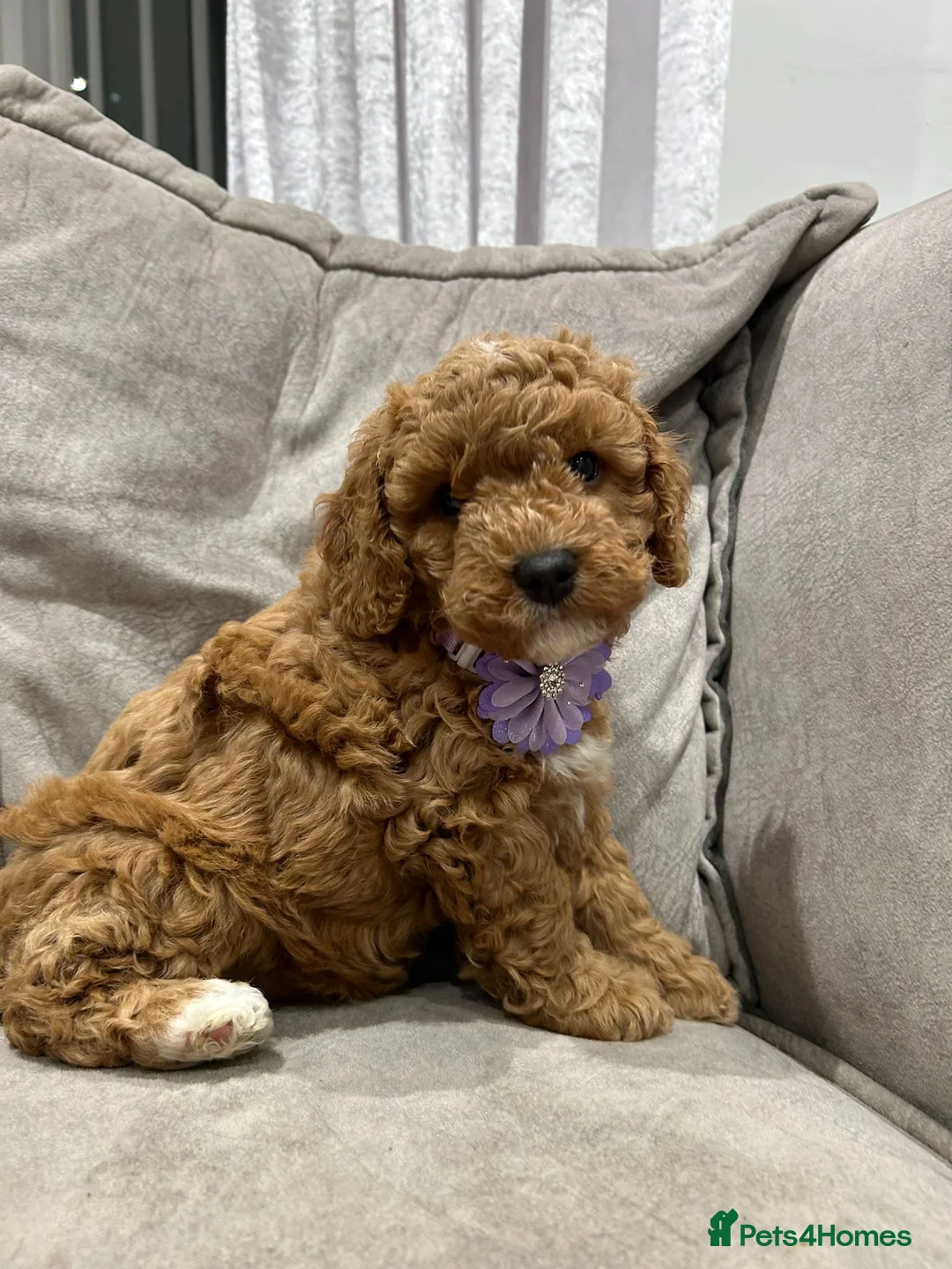 Cavapoo dogs for sale: F1b cavapoo puppies - Advert 12