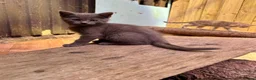 Maine Coon cats for sale: Stunning mainecoon cross kittens  in Castle Douglas - Advert 4