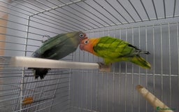 Lovebirds birds for sale: New Born Love Birds - Image 6