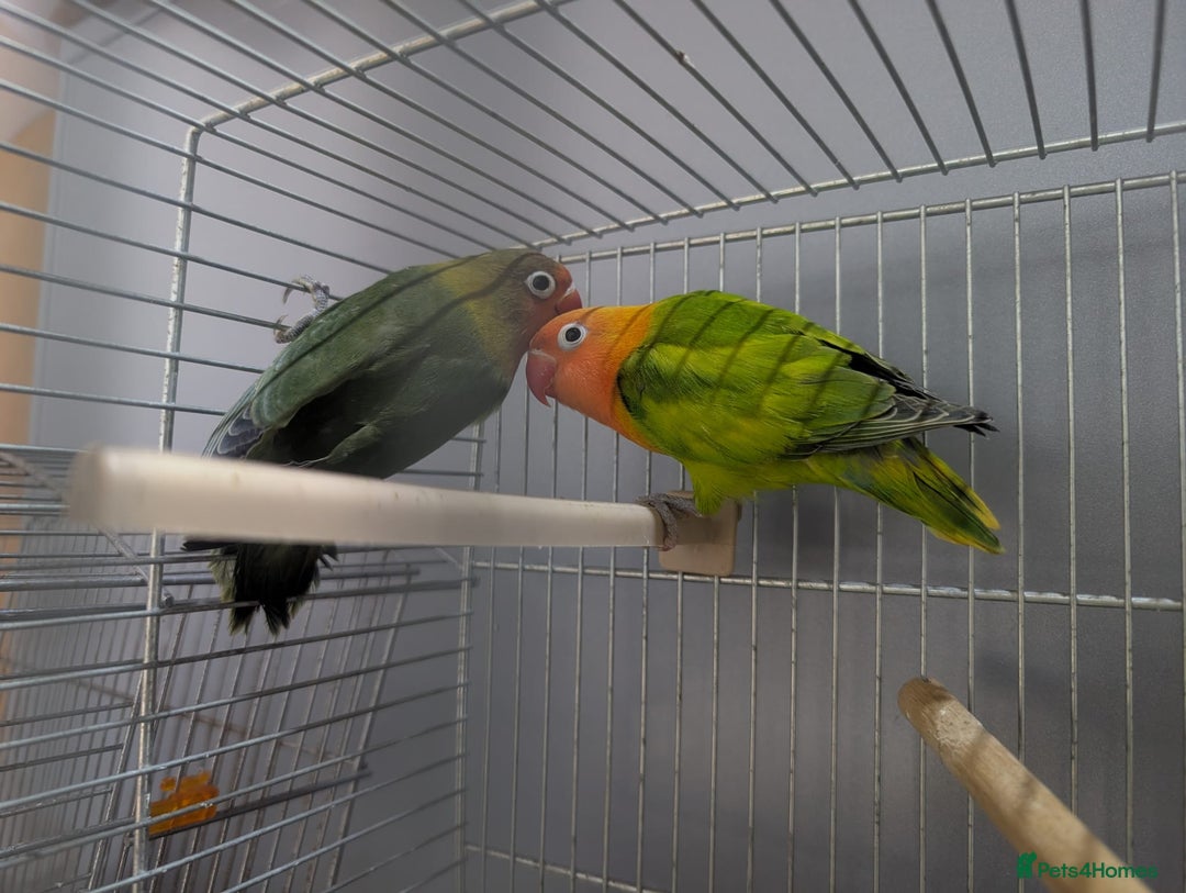 Lovebirds birds for sale: New Born Love Birds - Image 6