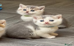 British Shorthair cats for sale: BSH tri- colour golden/blue/white kittens TICA - Image 14