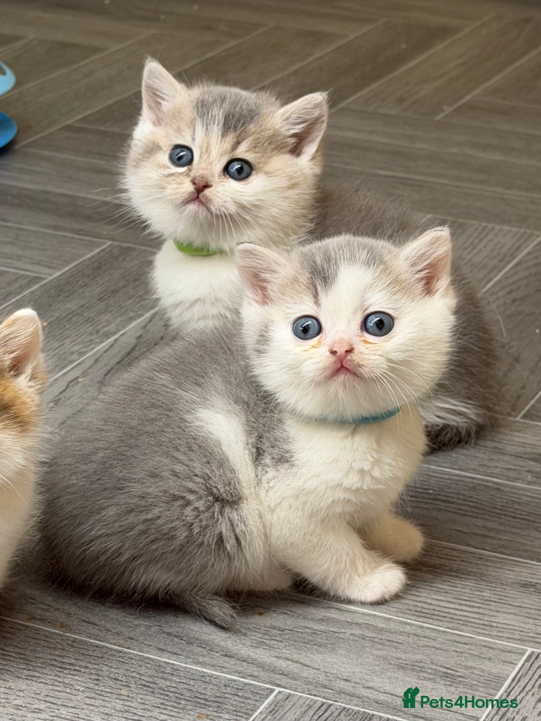 British Shorthair cats for sale: BSH tri- colour golden/blue/white kittens TICA - Image 14