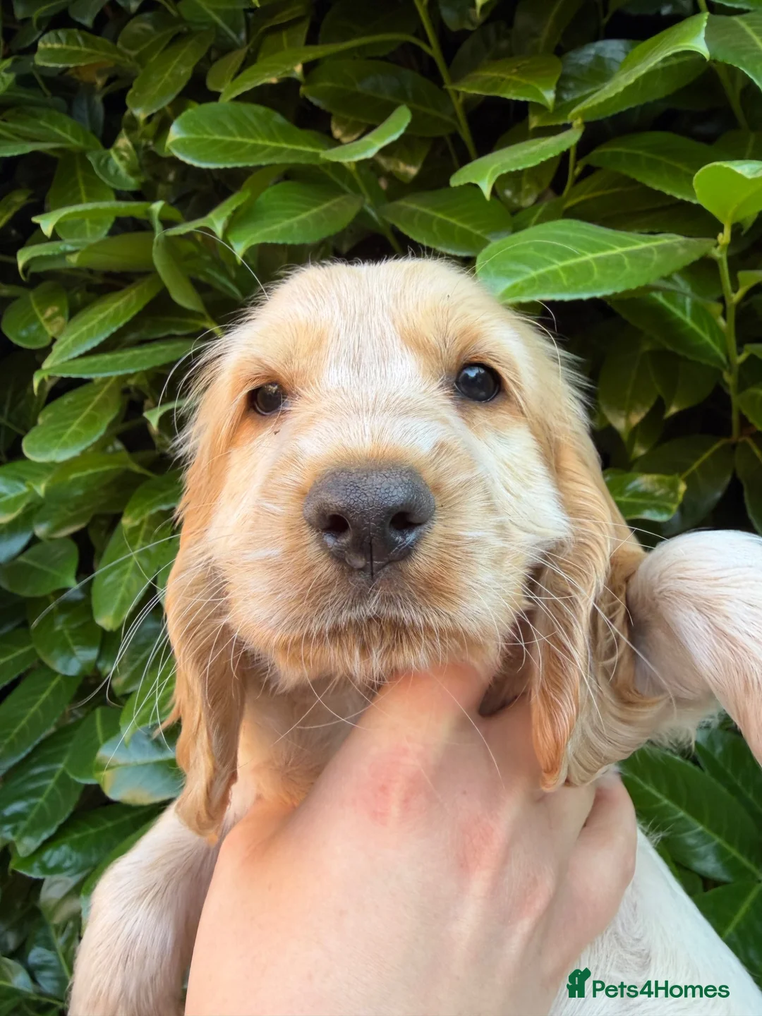 Cocker Spaniel dogs for sale: 1 Show Cocker Spaniel Male ready to go home in Nottingham - Advert 9