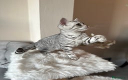 British Shorthair cats for sale: SILVER TABBIES - Registered & Full Pedigree - Image 32