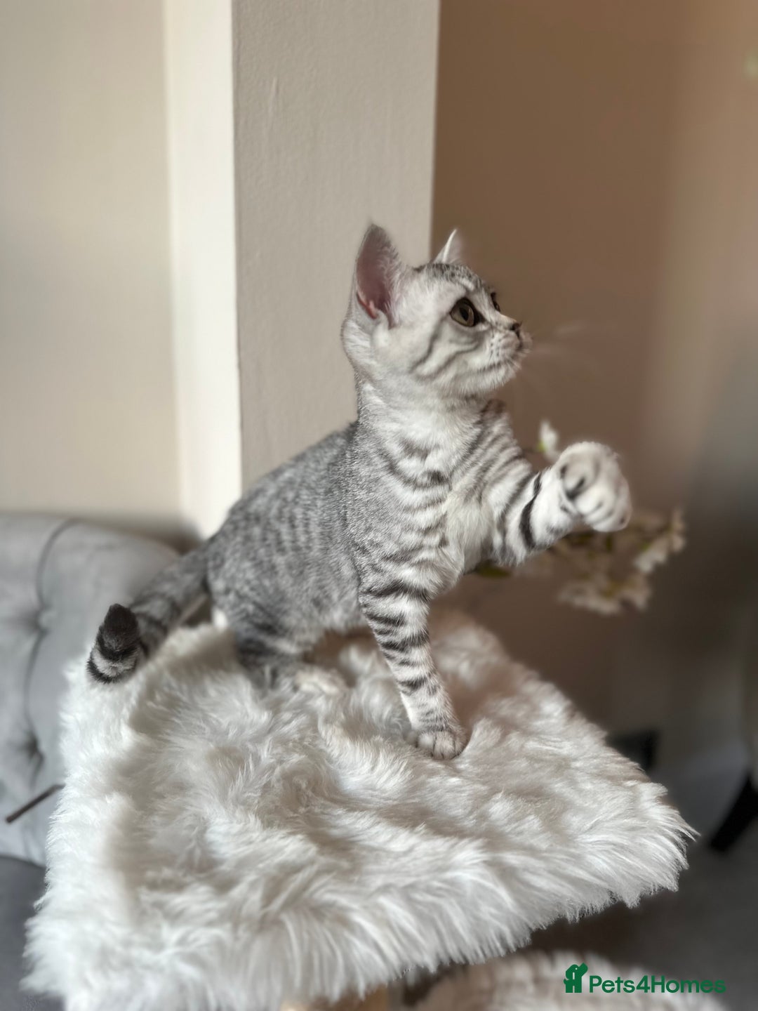 British Shorthair cats for sale: SILVER TABBIES - Registered & Full Pedigree - Image 32