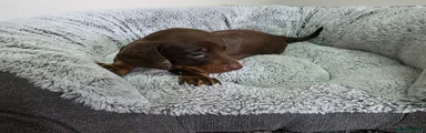 Dachshund 2
