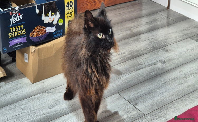 British Longhair cats - Advert 1