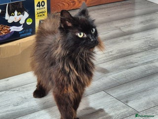 British Longhair cats - Advert 17