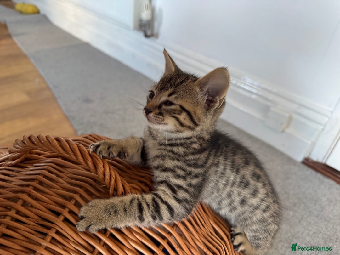 Savannah cats for sale: Savannah cross kittens ❤️ ready to leave in 2 wks! - Image 4
