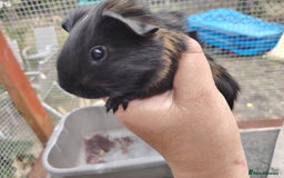 Guinea Pig rodents for sale: Baby boy pigs - Image 9