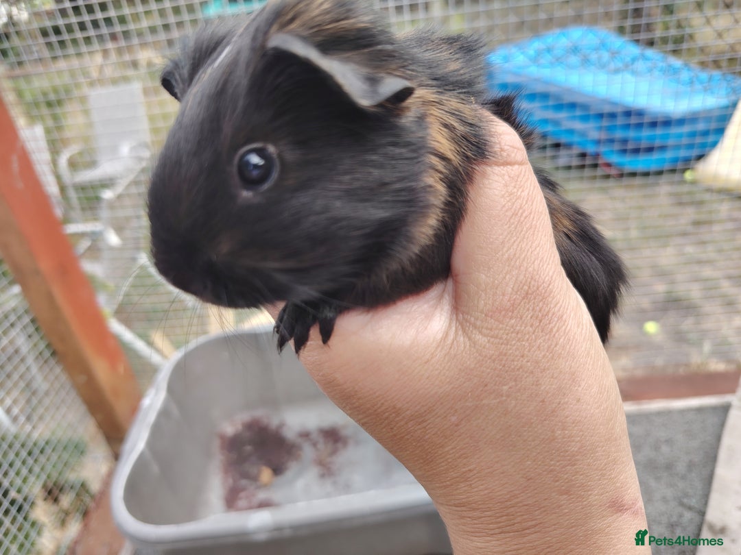 Guinea Pig rodents for sale: Baby boy pigs - Image 9