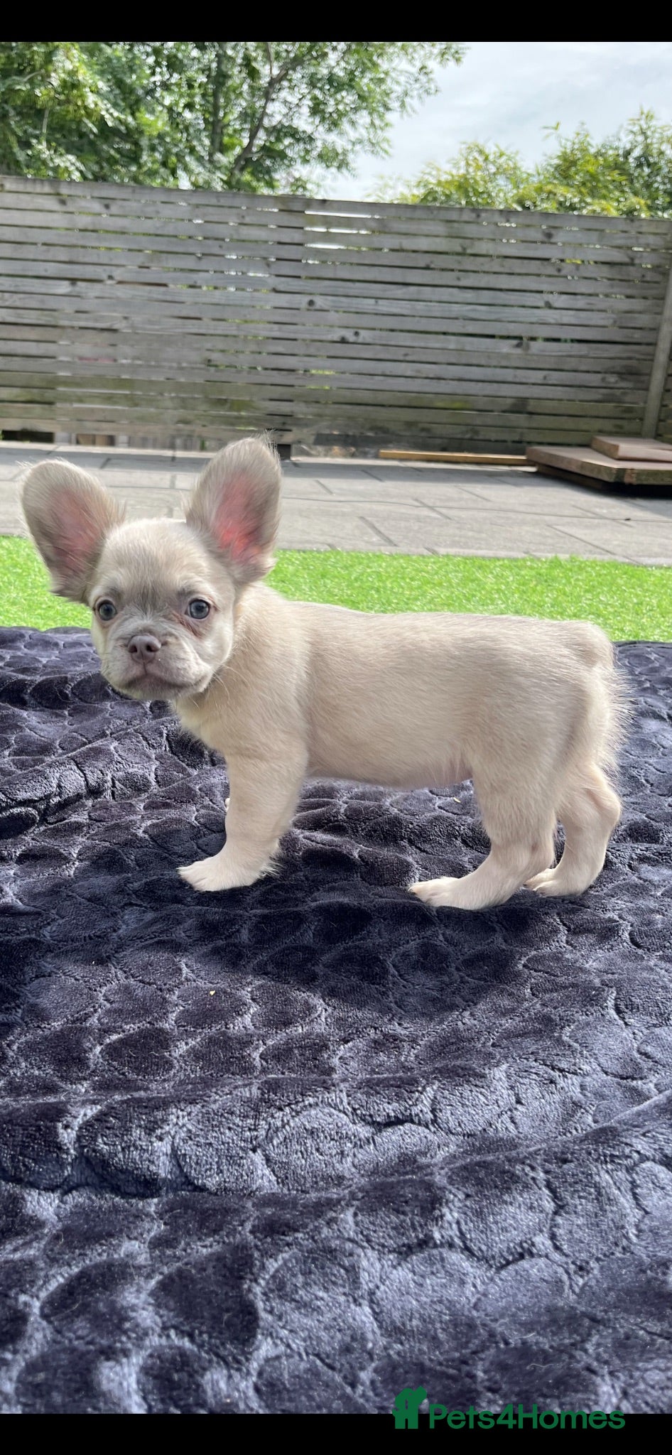 French Bulldog dogs 3 beautiful pups  - Advert 18