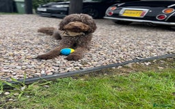 Labradoodle dogs for sale: Waiting List Now Open – Labradoodle Puppies! 🐾 - Image 5