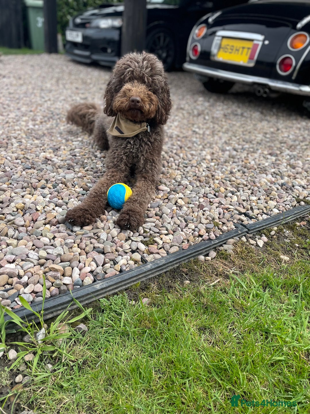 Labradoodle dogs for sale: Waiting List Now Open – Labradoodle Puppies! 🐾 - Image 5