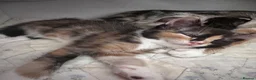 Mixed Breed cats for sale: 2 kittens available  - Advert 8