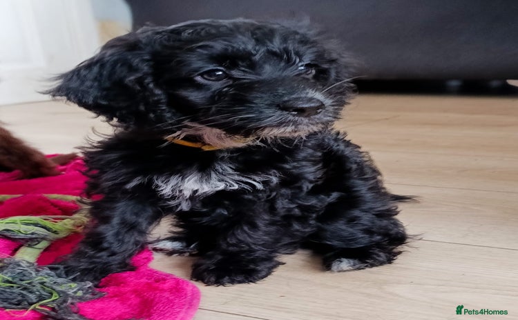Cockapoo dogs - Advert 10