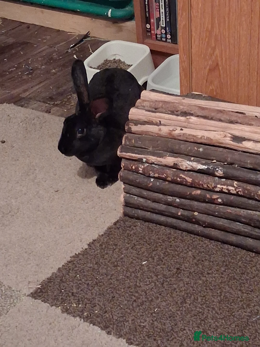 Rex rabbits for sale: Bonded pair of Mini rex rabbits - Advert 5
