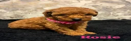 Miniature Poodle dogs for sale: Beautiful Miniature Poodle - Advert 7