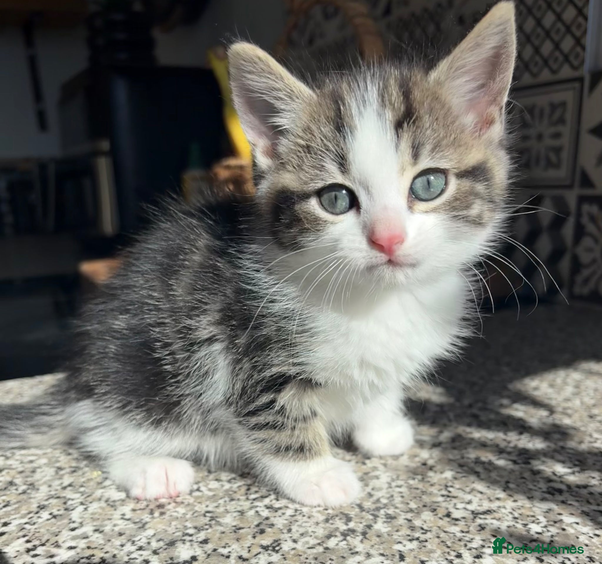Mixed Breed cats 1 ragdoll X mackrel tabby kittens left  - Advert 11