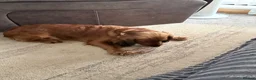 Cocker Spaniel dogs for sale: 7 month old make cocker spaniel  in Saint Helens - Advert 1