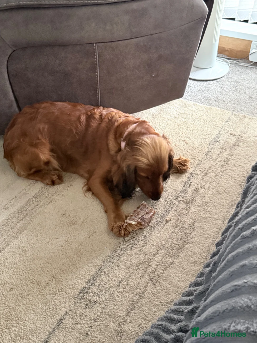 Cocker Spaniel dogs for sale: 7 month old make cocker spaniel  in Saint Helens - Advert 1