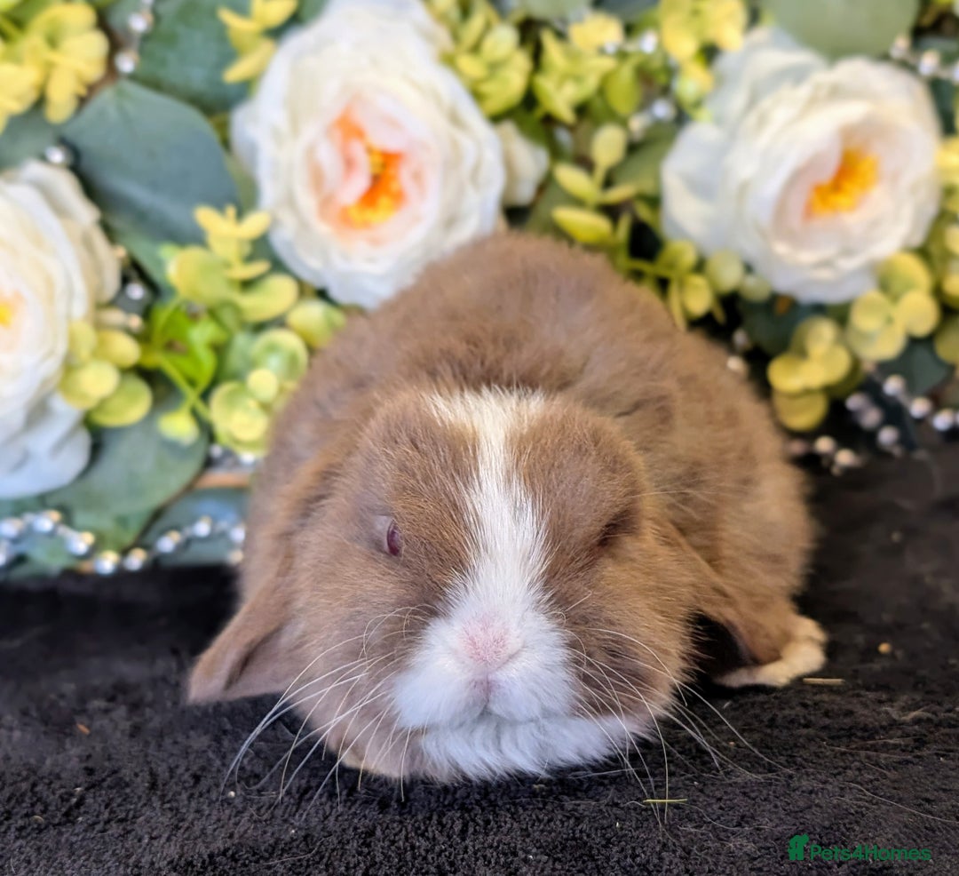 Mini Lop rabbits for sale: ❤️Stunning mini lop babies❤️ - Advert 10