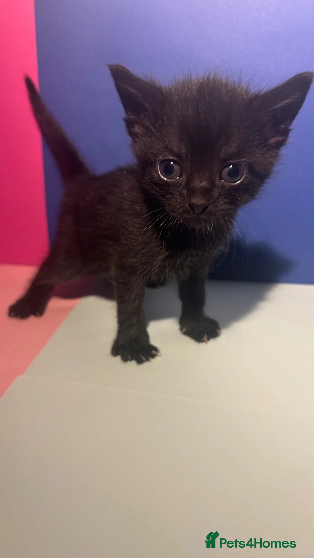 Bombay cats for sale: 4 kittens (2 boys 2 girls) - Advert 6