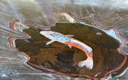 Koi Carp fish for sale: Japanese koi carp  - Image 3
