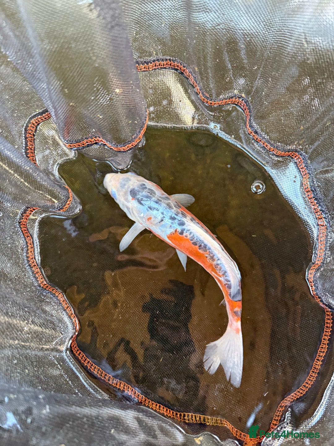 Koi Carp fish for sale: Japanese koi carp  - Image 3
