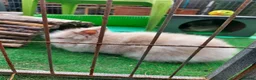 Lionhead rabbits for sale: Beautiful Male Baby. - Advert 6